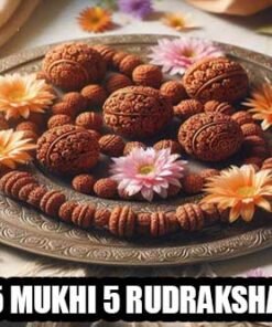 5 Mukhi Rudraksha Enhances Wisdom & Protection